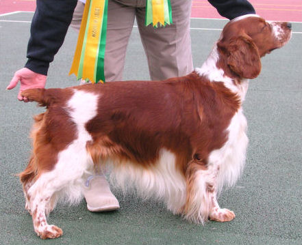 Oliver - Hants Gundog Apr 07.jpg - 46987 Bytes